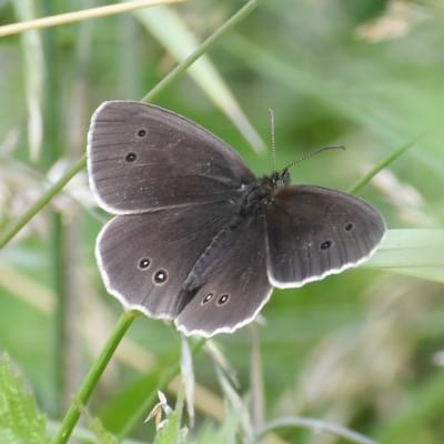 Ringlet butterfly