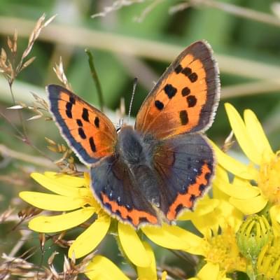 Small Copper butterfly