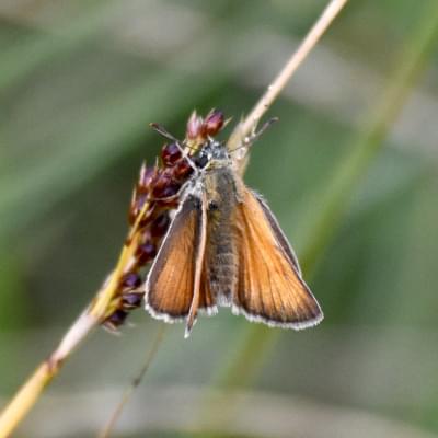 Small Skipper butterfly
