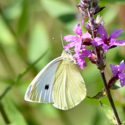 Small White butterfly