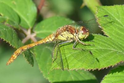 Southern Hawker