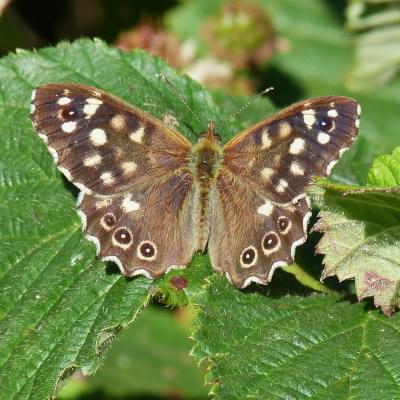 Speckled Wood butterfly