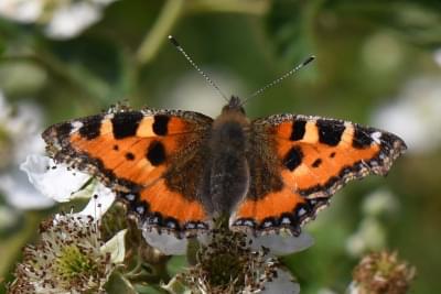 Small Tortoiseshell butterfly