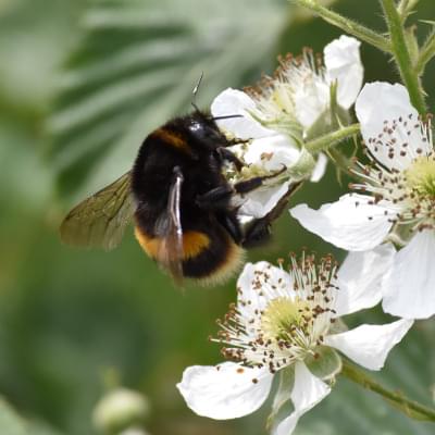 White Tailed Bumblebee