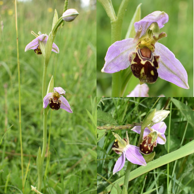 bee orchid