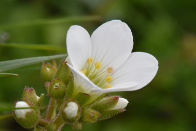 meadow saxifrage