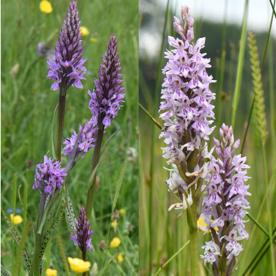 common spotted orchid