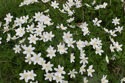 Wood anemone