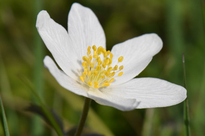 Wood anemone