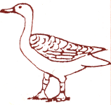 Drawing of Goose