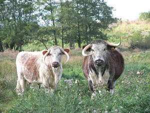 longhorn cattle